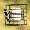 bf_duncraft_suet.jpg